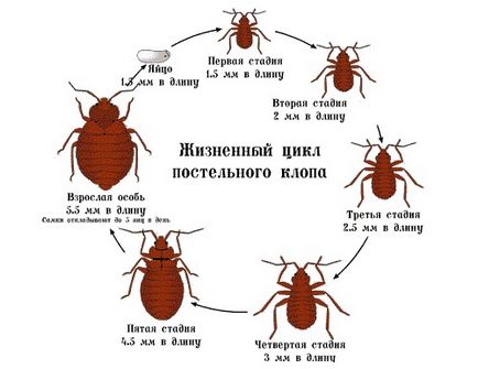 Cum se înmulțește bug-urile, cât de mulți trăiesc fără hrană (sânge) și speranța lor de viață
