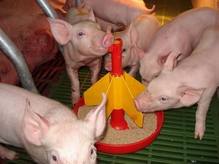 Як зробити розведення свиней вигідним