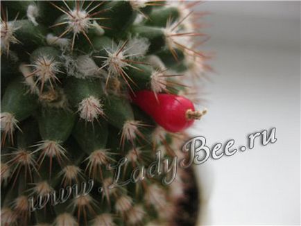 Cactus (cactaceae), plantă de casă