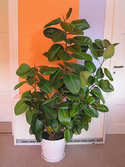 Hogyan Care Ficus