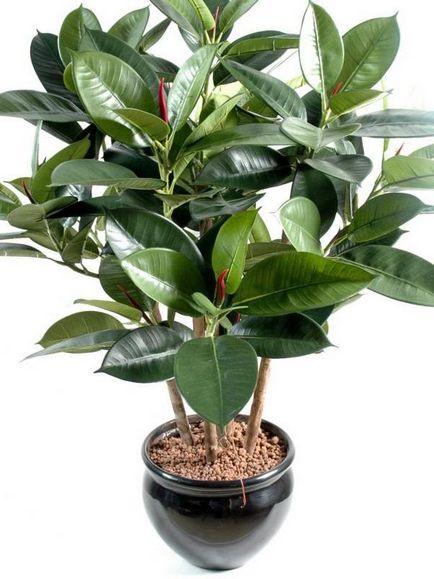 Hogyan Care Ficus