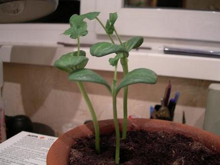 Cum să crești un pepene verde într-o cameră - mâine tehnopolis