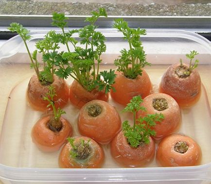 Cum să crească morcovi la domiciliu doriți să încercați