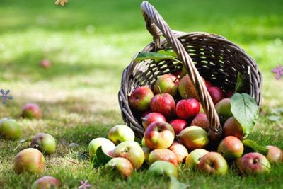 Cum se păstrează merele la domiciliu
