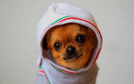 Chihuahua kasztráció és sterilizálás