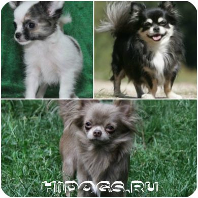 Kasztráció és sterilizálása Chihuahua, az érvek és ellenérvek (fotó) (ellen) Kasztrálás és sterilizálása Chihuahua, előnyeit és hátrányait (fotó)