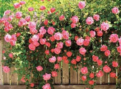 Când să deschidă trandafiri, cum să salveze trandafiri în primăvară, lumea botanică