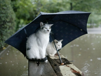 Pisică în ploaie, ploaie și interesantă despre ploaie