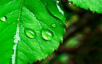 Cosmetica cu celule stem din plante