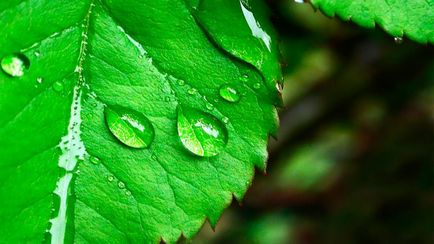 Cosmetica cu celule stem din plante