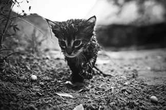Кошеня (сумна історія про дощ)