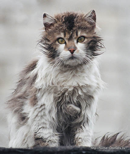Pisica sub ploaia toamna rece - casa de companie