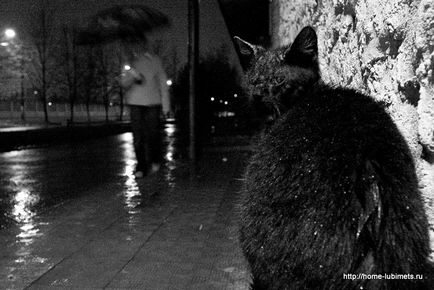 Pisica sub ploaia toamna rece - casa de companie