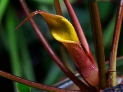 Cryptocoryne pontederievolistnaya (Cryptocoryne pontederiifolia) - otthoni akváriumban