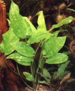 Cryptocoryne pontederiovenous (cryptocoryne pontederiifolia) fotografie, video, conținut,