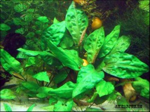 Cryptocoryne pontederievolistnaya (Cryptocoryne pontederiifolia), akváriumi halak, rákok, garnélarák