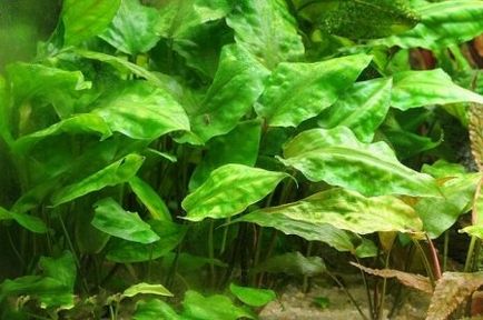 Криптокорина понтедеріеволістная (cryptocoryne pontederiifolia) - домашній акваріум