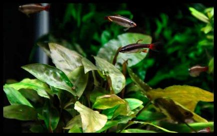 Cryptocoryne pontederiovenous - arogante nemaipomenite