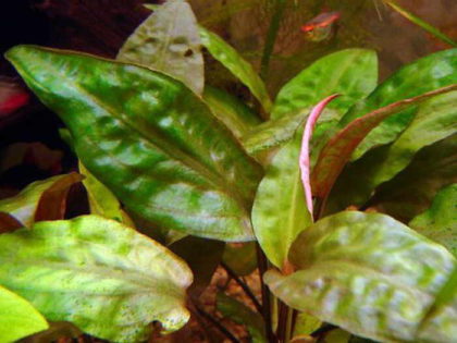 Cryptocoryne pontederiferous descriere fotografie, pesti de acvariu