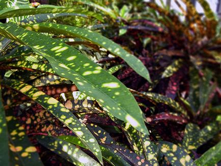 Croton fotografie, tipuri, cultivare și îngrijire la domiciliu