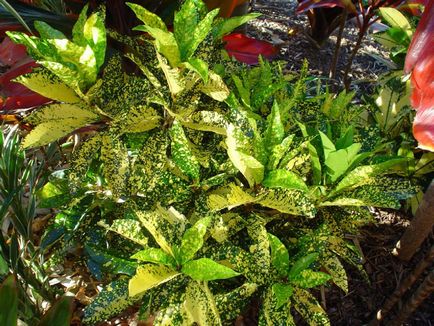 Croton fotografie, tipuri, cultivare și îngrijire la domiciliu