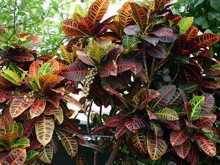 Croton fotók, faj, termesztési és ápolási otthon