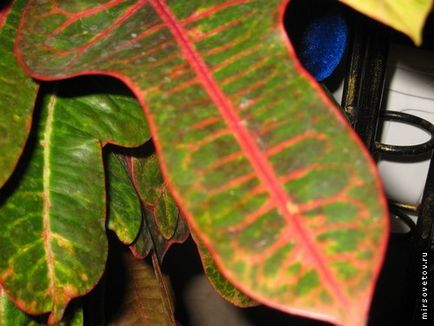 Croton, ellátás és szaporítása