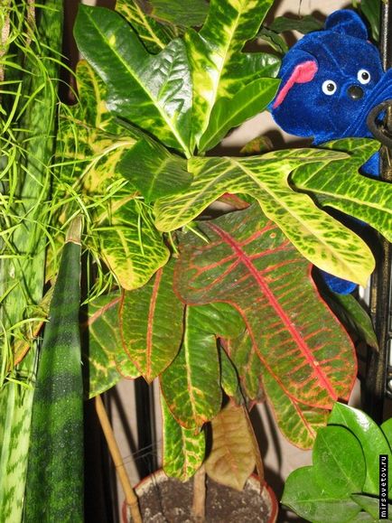 Croton, îngrijire și reproducere