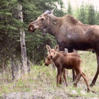 Unde să mergeți cu copilul pentru mini-grădinițele zoologice din weekend și să contactați grădinile zoologice din Moscova și din