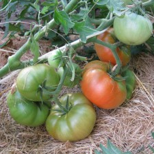 Купити насіння томат барон Солемахер