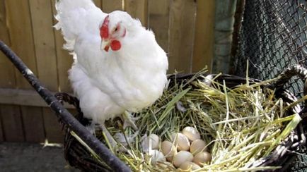 Pui de găină, nutriție, selecție de ouă pentru păsări de curte, vrăjitor agroindustrial