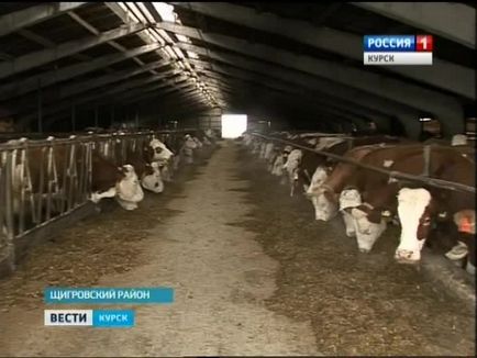 Crescătorii de animale din Kursk și-au dat seama cum să facă industria mai eficientă