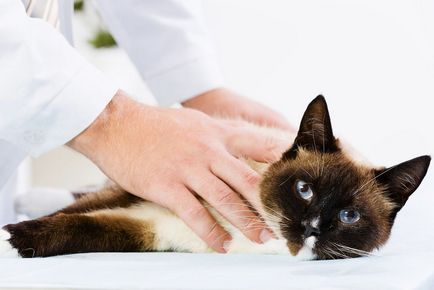 A veseelégtelenség kezelése macskáknál homeopátiával