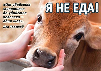 Leonid Tugutov (laksmi narayana das) de ce vaca este un animal sacru - ziarul este o nouă eră