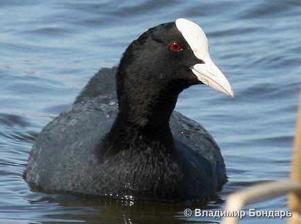 Лиска (fulica atra) - фауна білорусі