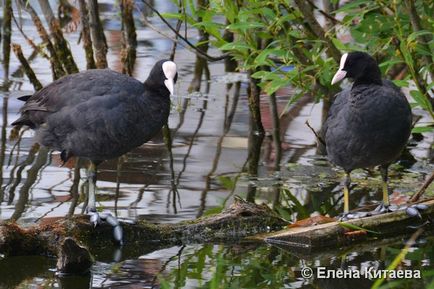 Лиска (fulica atra) - фауна білорусі