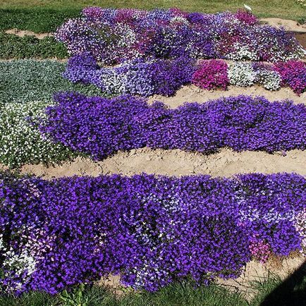 Lobelia fotografii, plantare, îngrijire, cultivare