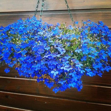 Lobelia fotografii, plantare, îngrijire, cultivare