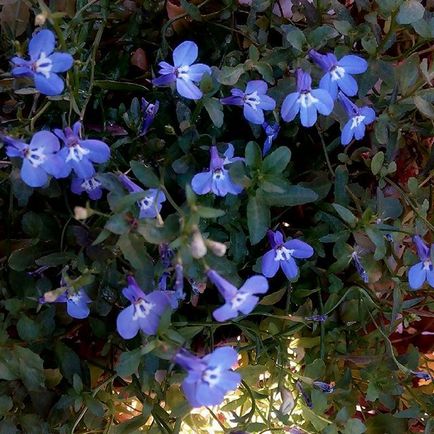 Lobelia fotók, ültetés, gondozás, művelés