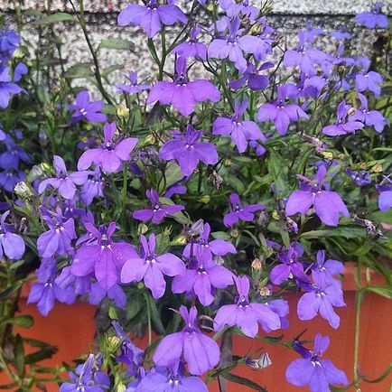 Lobelia fotók, ültetés, gondozás, művelés (lobélia) Lobelia fotók, ültetés, gondozás, művelés