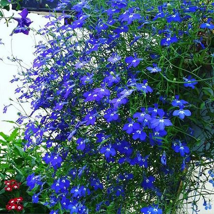 Lobelia fotografii, plantare, îngrijire, cultivare