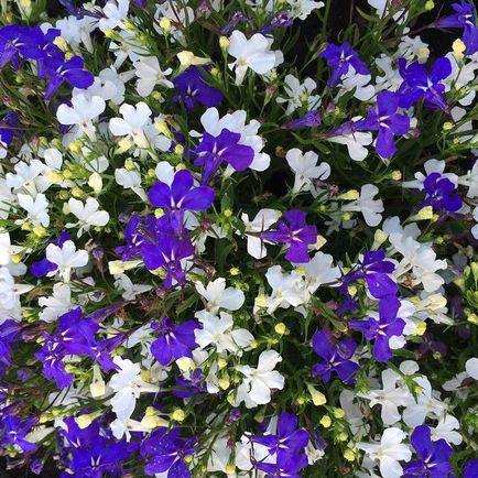 Lobelia fotografii, plantare, îngrijire, cultivare