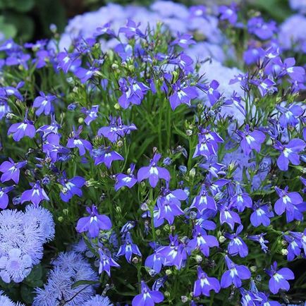 Lobelia fotografii, plantare, îngrijire, cultivare