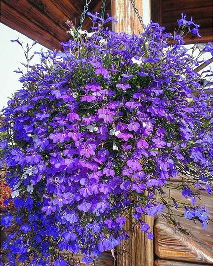 Lobelia fotografii, plantare, îngrijire, cultivare