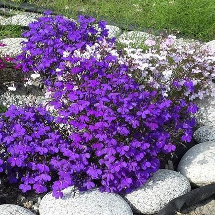 Lobelia fotografii, plantare, îngrijire, cultivare