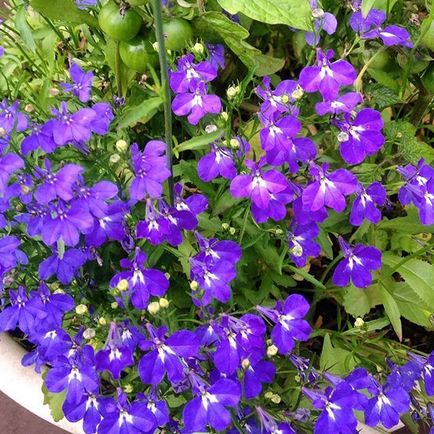 Lobelia fotografii, plantare, îngrijire, cultivare