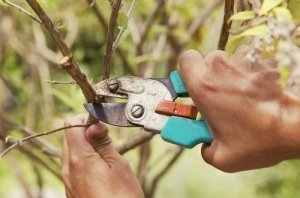 Cel mai bun sfat despre îngrijirea și plantarea unei cireșe de pâslă