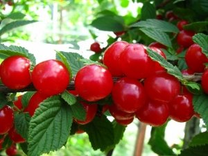 Top tippek az ápolásra és ültető nemezből cseresznye