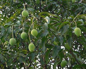 Mangiphorin, extract de mango, extract de frunze de mango, pulbere de mangiferină, producători pe bază de plante