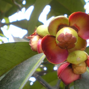 Mangosztán (mangosztán) előnyeit és árt a gyümölcs, élelmiszer és egészség